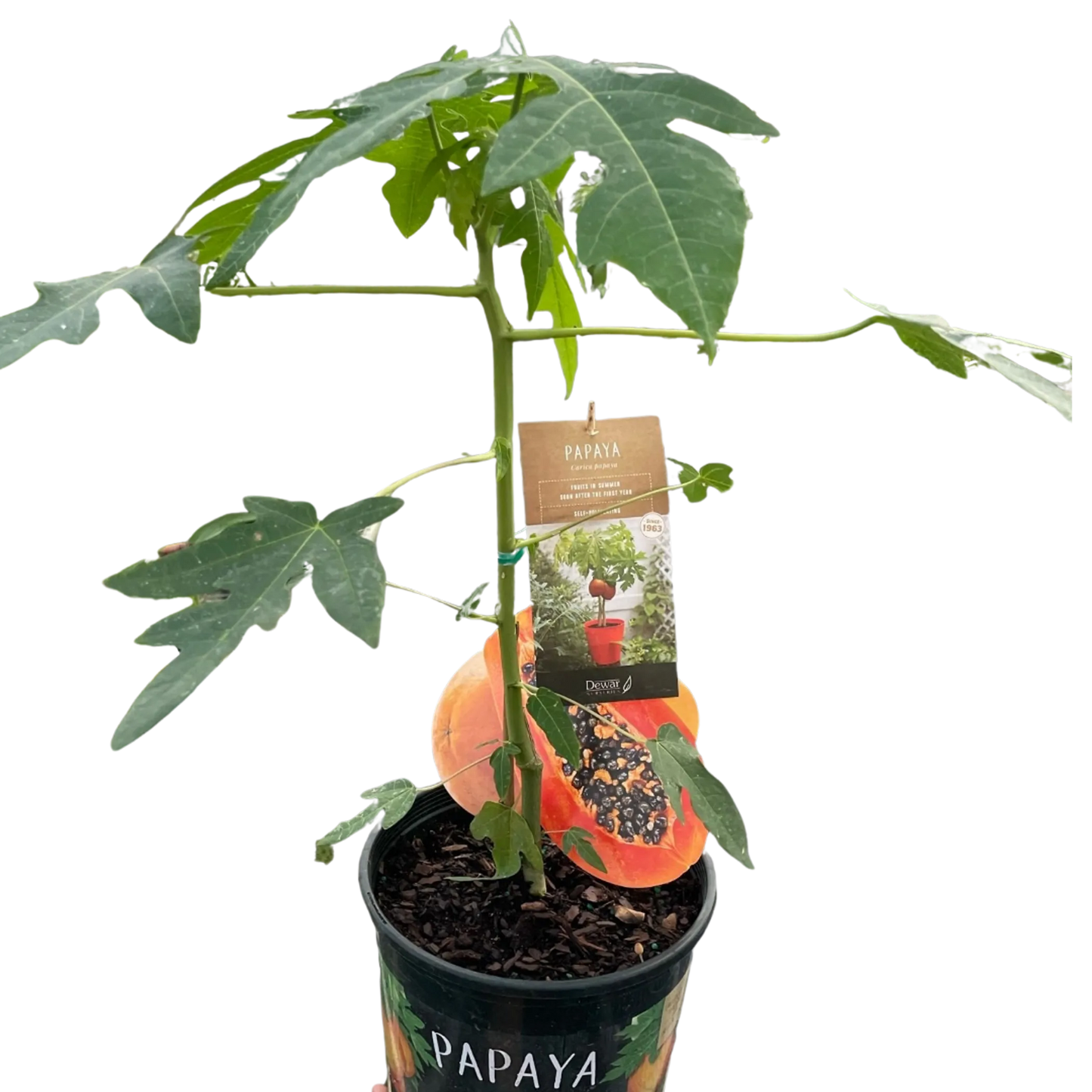 Papaya Tree