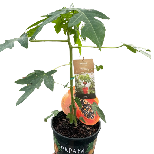 Papaya Tree