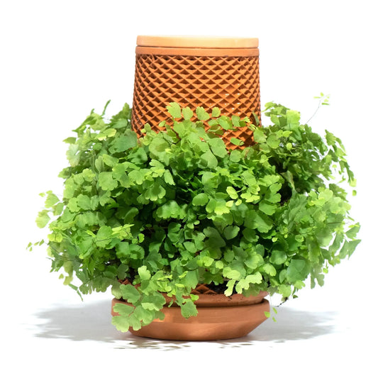 Tevaplanter : Self Watering Planter